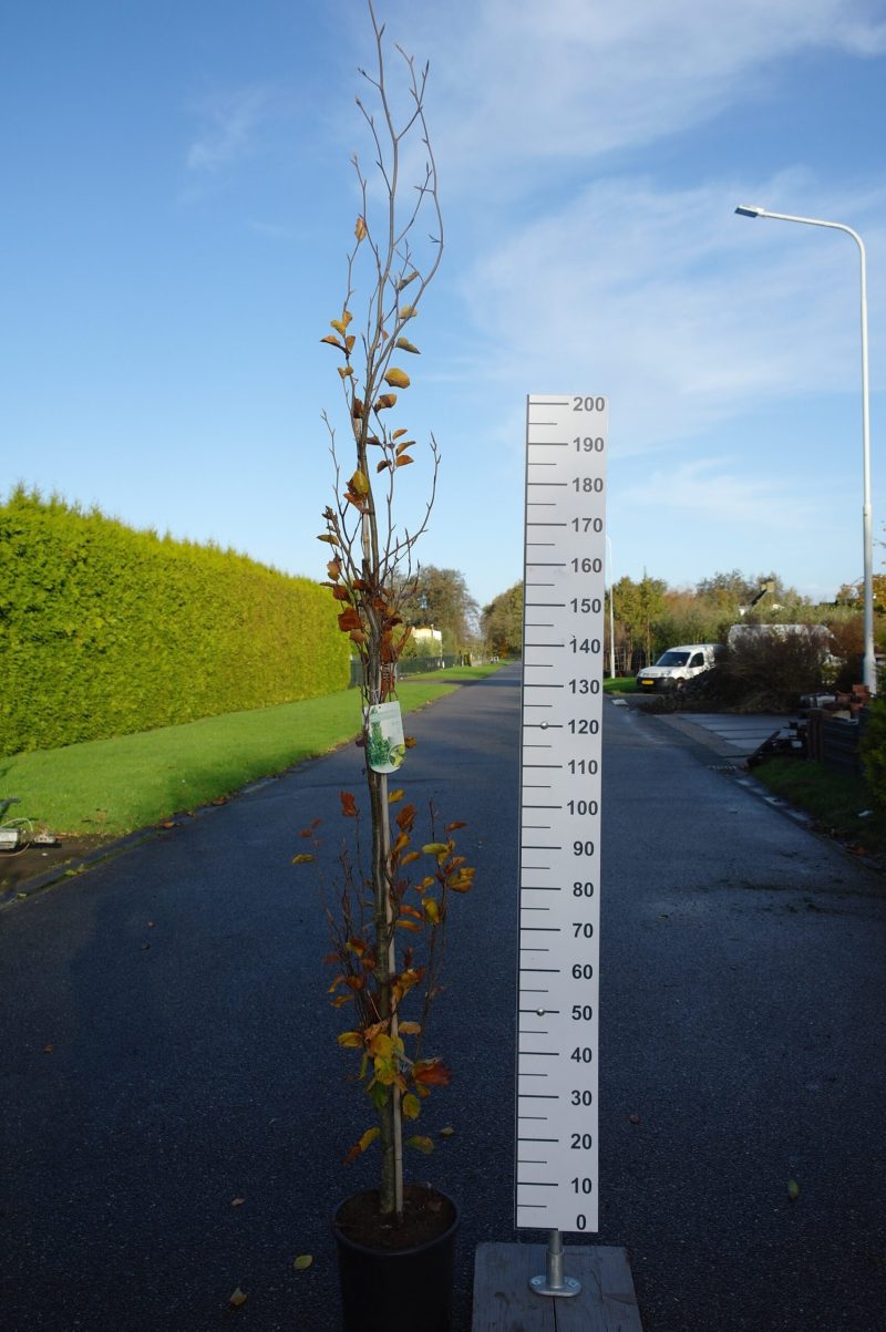 Fagus sylvatica 'Dawyck Gold'