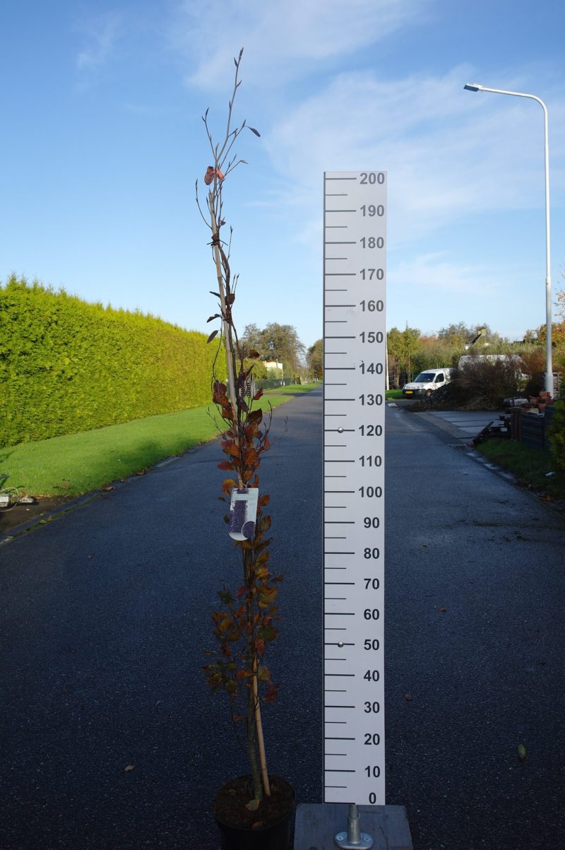 Fagus sylvatica 'Dawyck Purple'