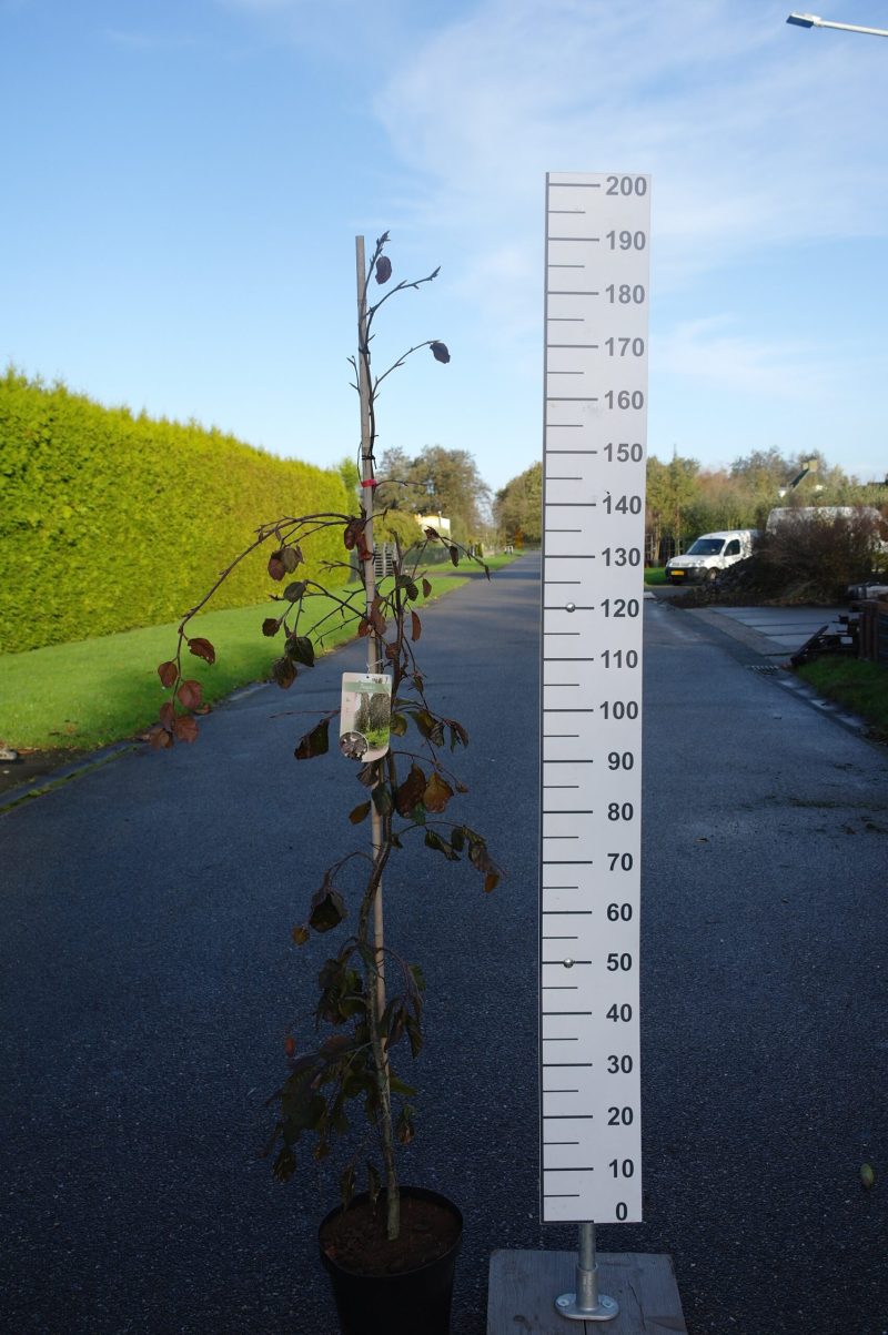 Fagus sylvatica 'Purple Fountain'