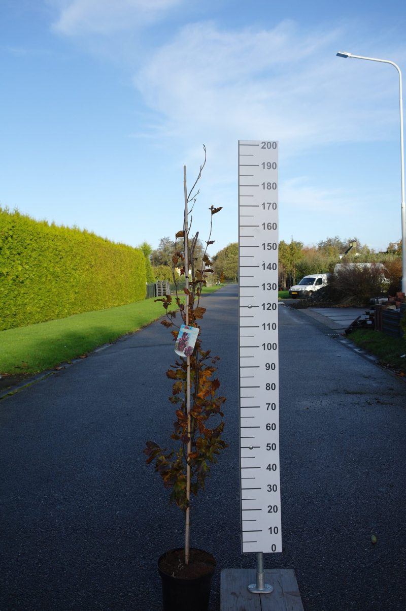 Fagus sylvatica 'Rohan Obelisk'