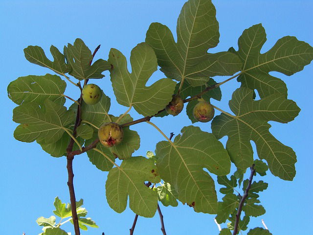 Ficus Carica planten
