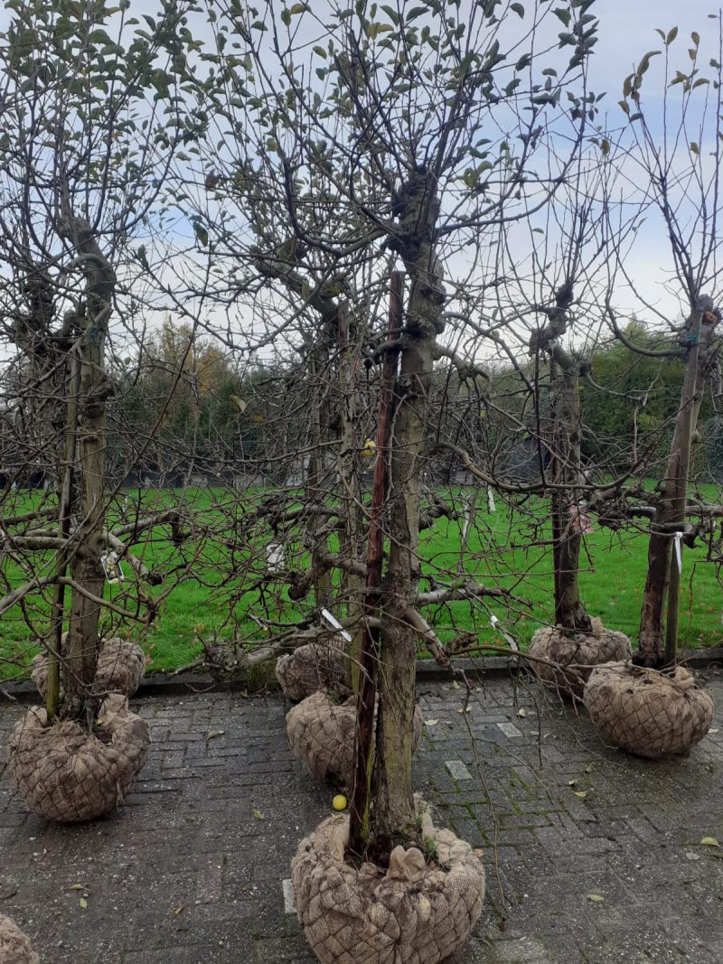 Malus domestica 'Goudreinet' Appelboom 'Rode Boskoop' - zwaar vertakt