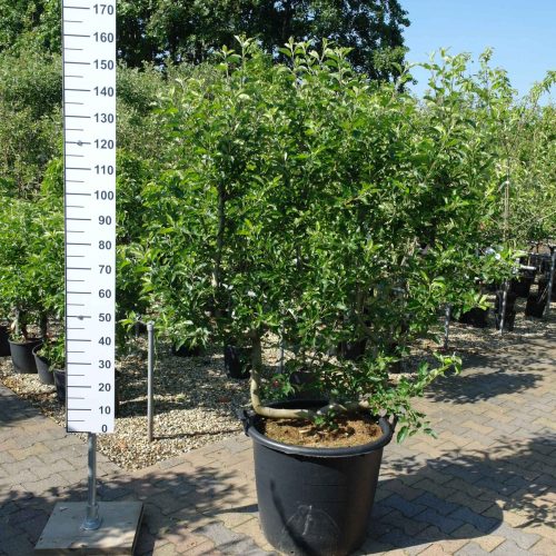 Malus domestica 'Golden Delicious' leivorm appelboom
