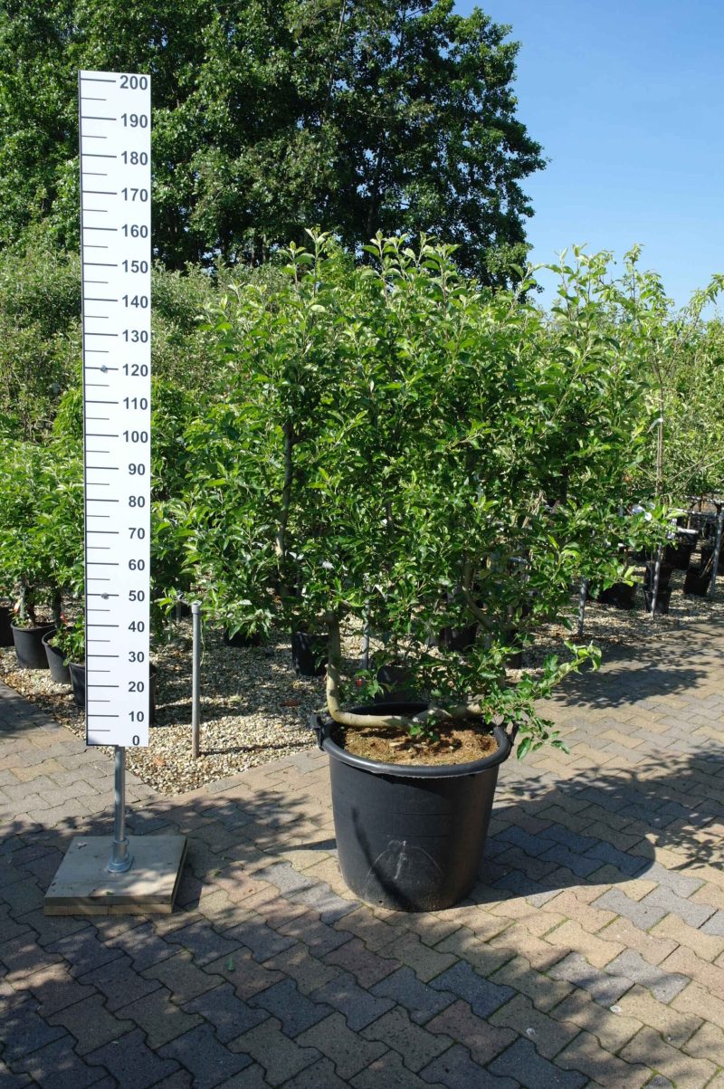 Malus domestica 'Golden Delicious' leivorm appelboom