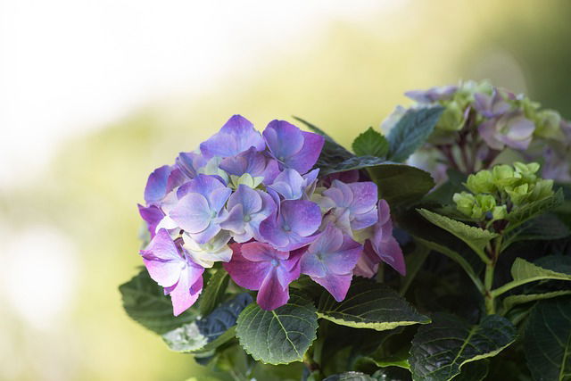 Hortensia aanplanten in de volle grond