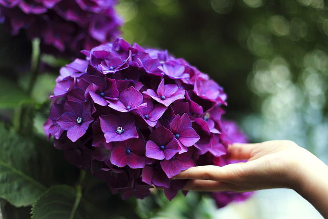 Hortensia bemesten