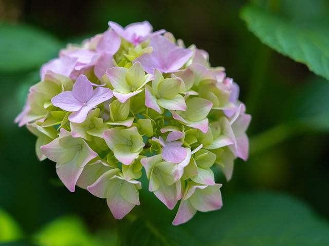 Hortensia planten in de tuin