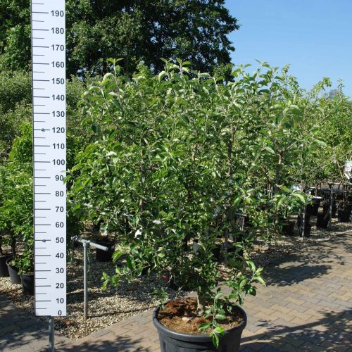 Malus 'Jonagold' leivorm appelboom
