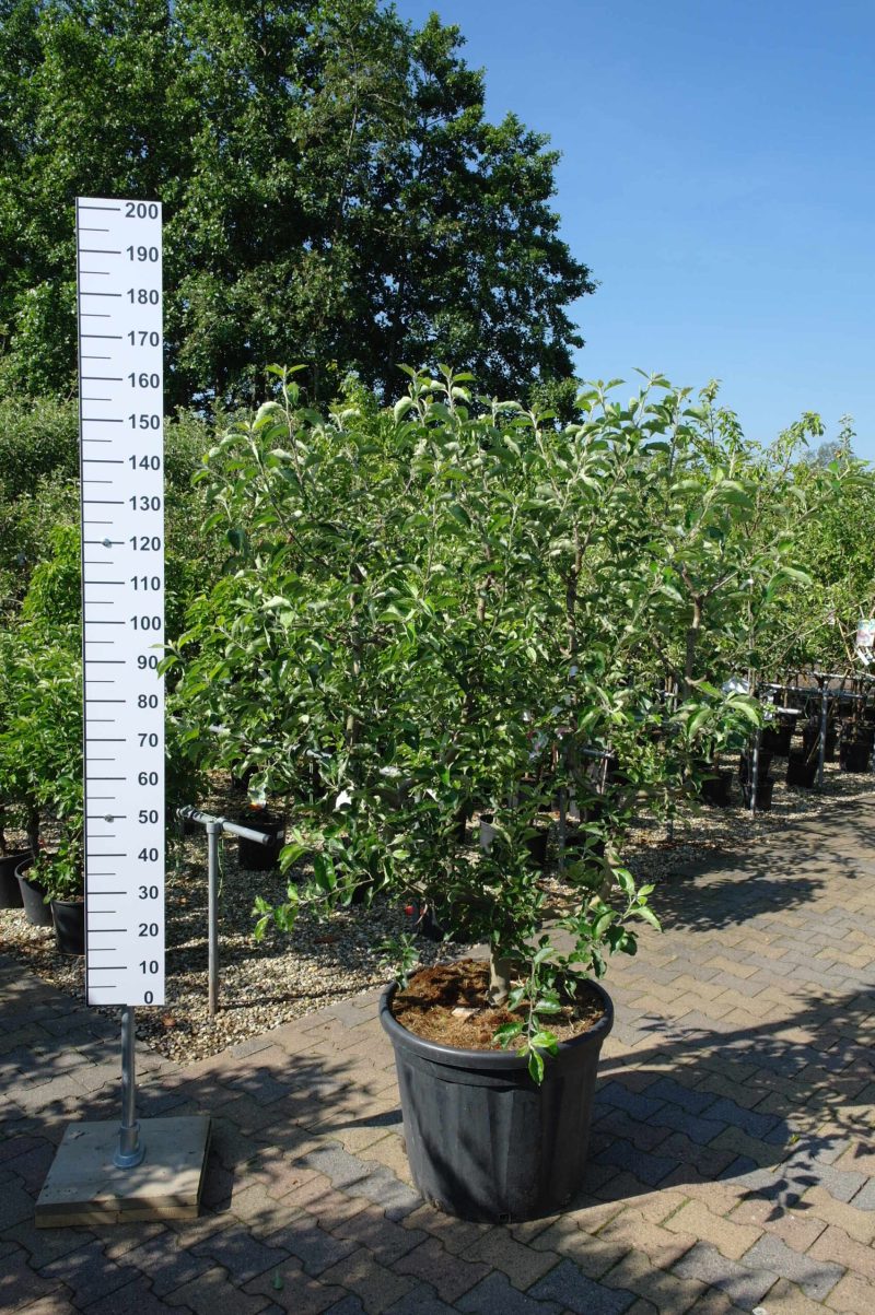 Malus 'Jonagold' leivorm appelboom