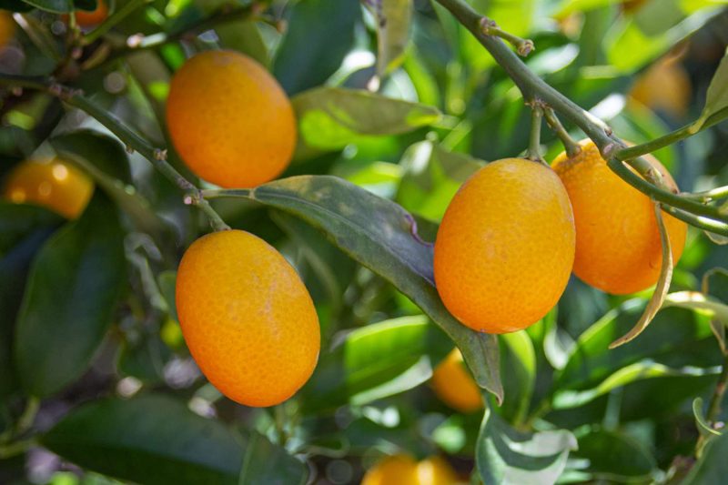 Citrus Kumquat