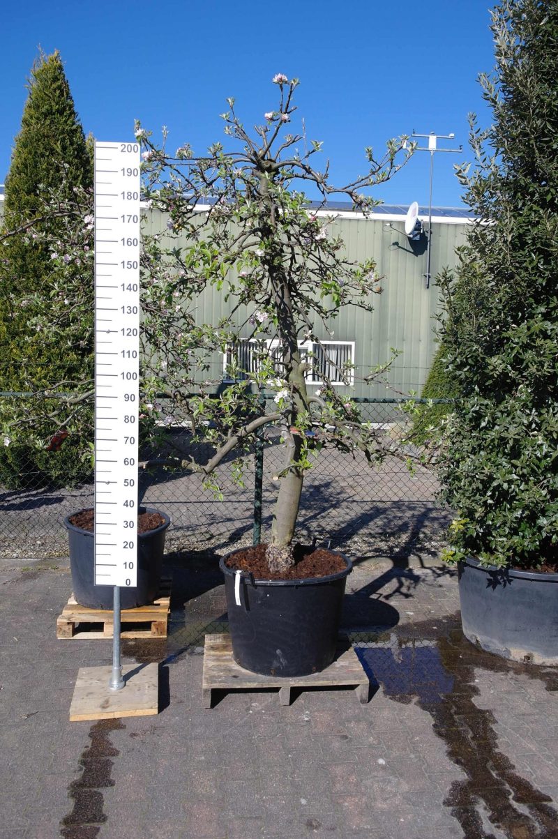 Malus domestica 'Elstar' appelboom