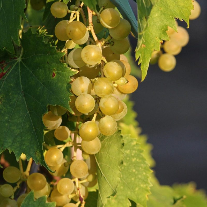 Vitis Vinifera 'Moscatel'
