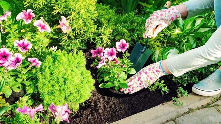 Vaste planten verplaatsen