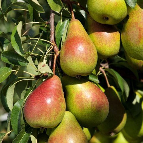 Pyrus communis 'Bonne Louise d'Avranches' (handpeer)