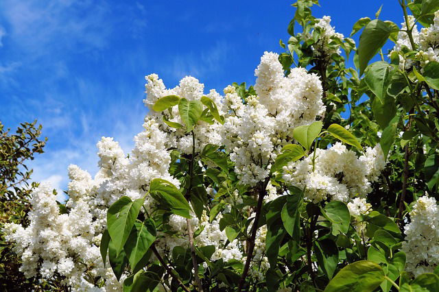 Sering planten