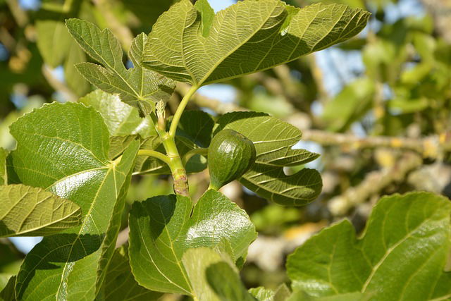 Vijgenboom aanplanten