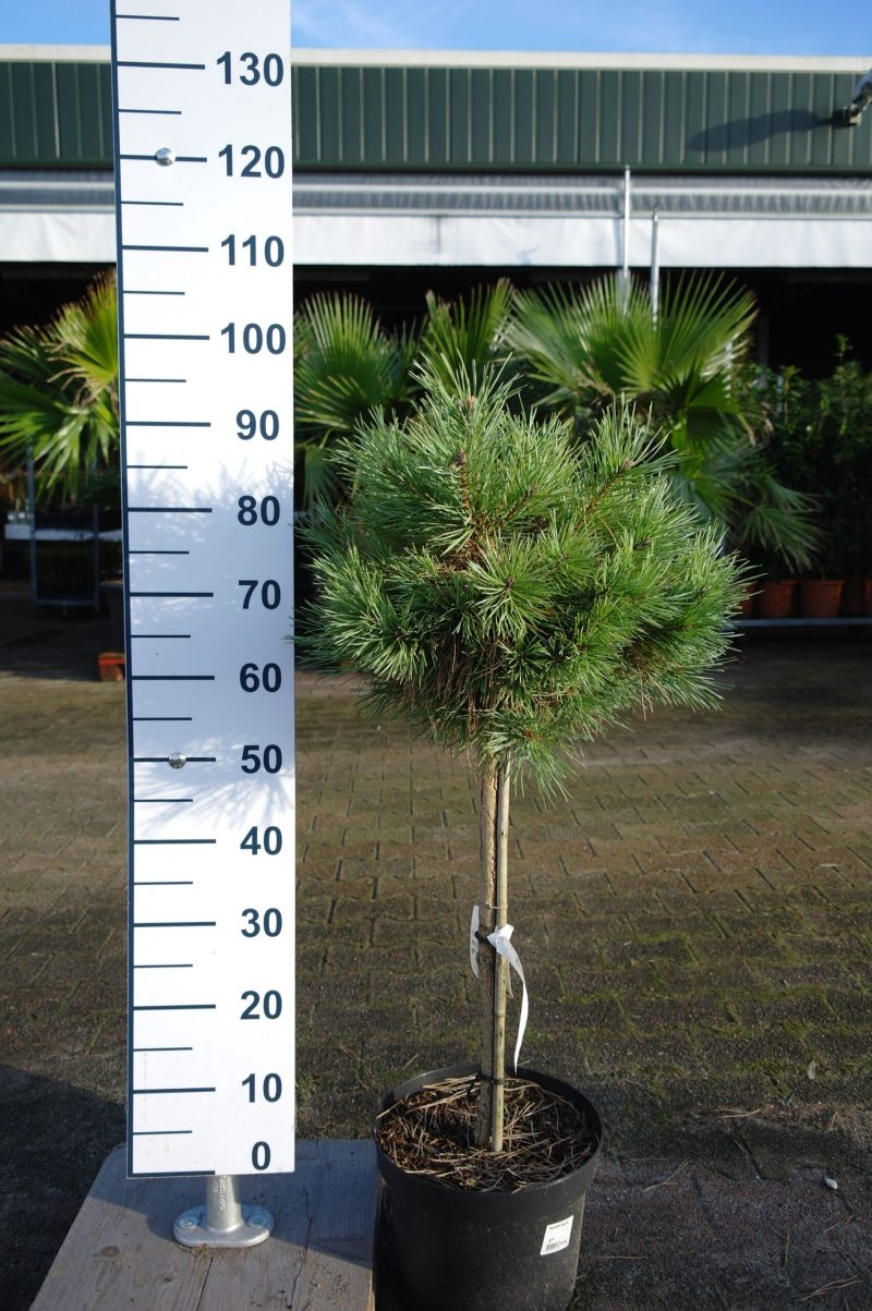 Pinus Sylvestris 'Chantry Blue' op stam
