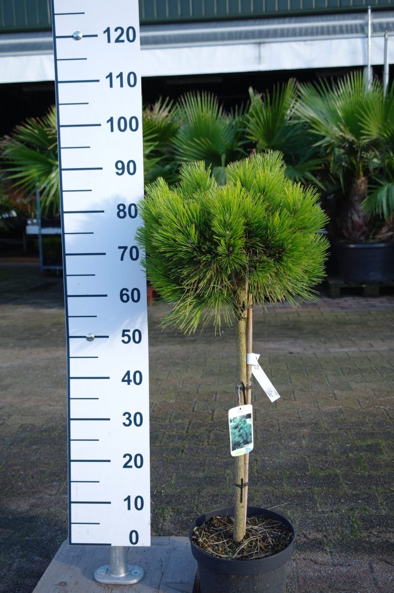 Pinus Nigra 'Nana'