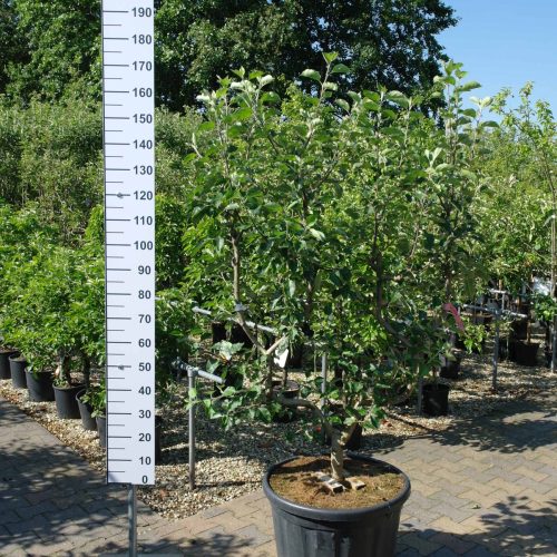 Malus domestica Goudreinet leivorm appelboom