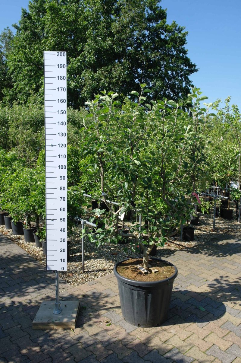 Malus domestica Goudreinet leivorm appelboom