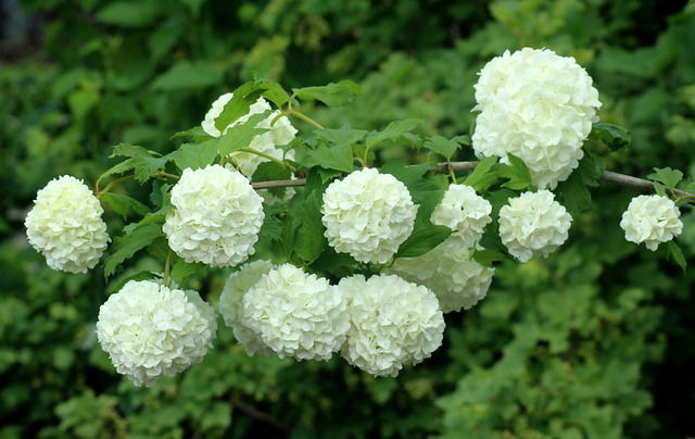 Witte bloemen van de Sneeuwbal (Viburnum)