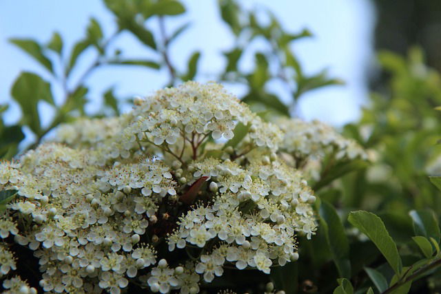 Vuurdoorn in bloei