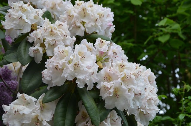 Witte rhododenrons