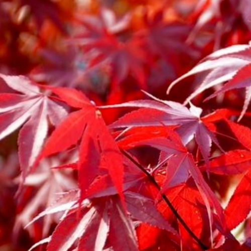Acer palmatum 'Fireglow' (Japanse esdoorn)