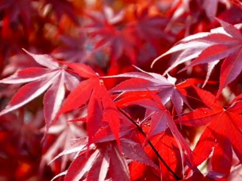 Acer palmatum 'Fireglow' (Japanse esdoorn)