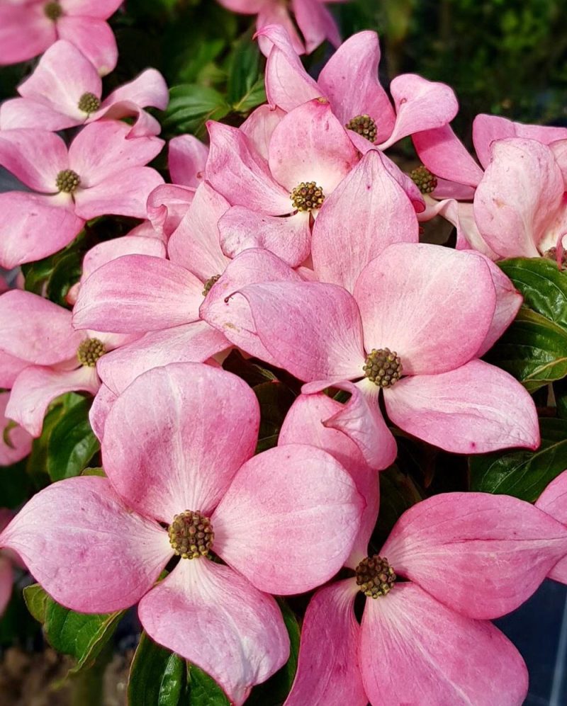 Cornus Kousa 'Satomi'