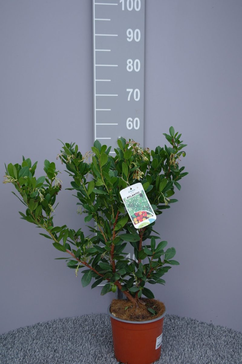 Arbutus unedo 'Atlantic'