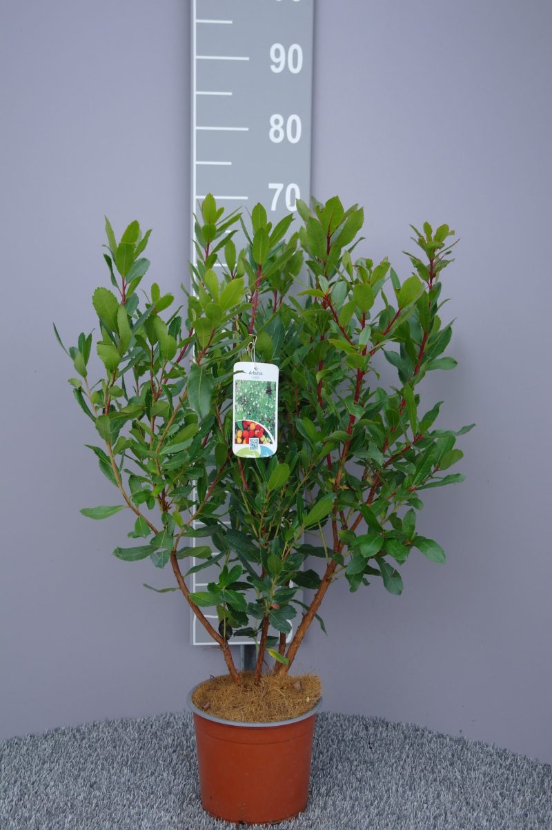 Arbutus unedo