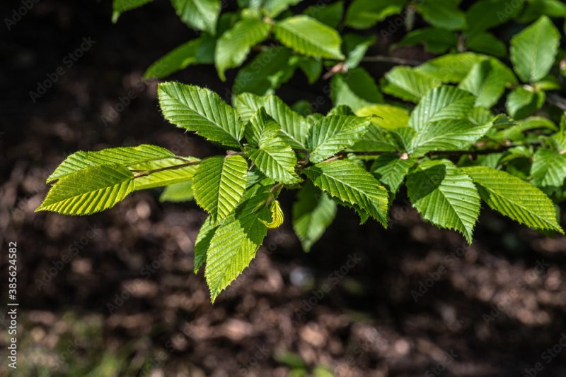 Carpinus Betulus Fastigiata