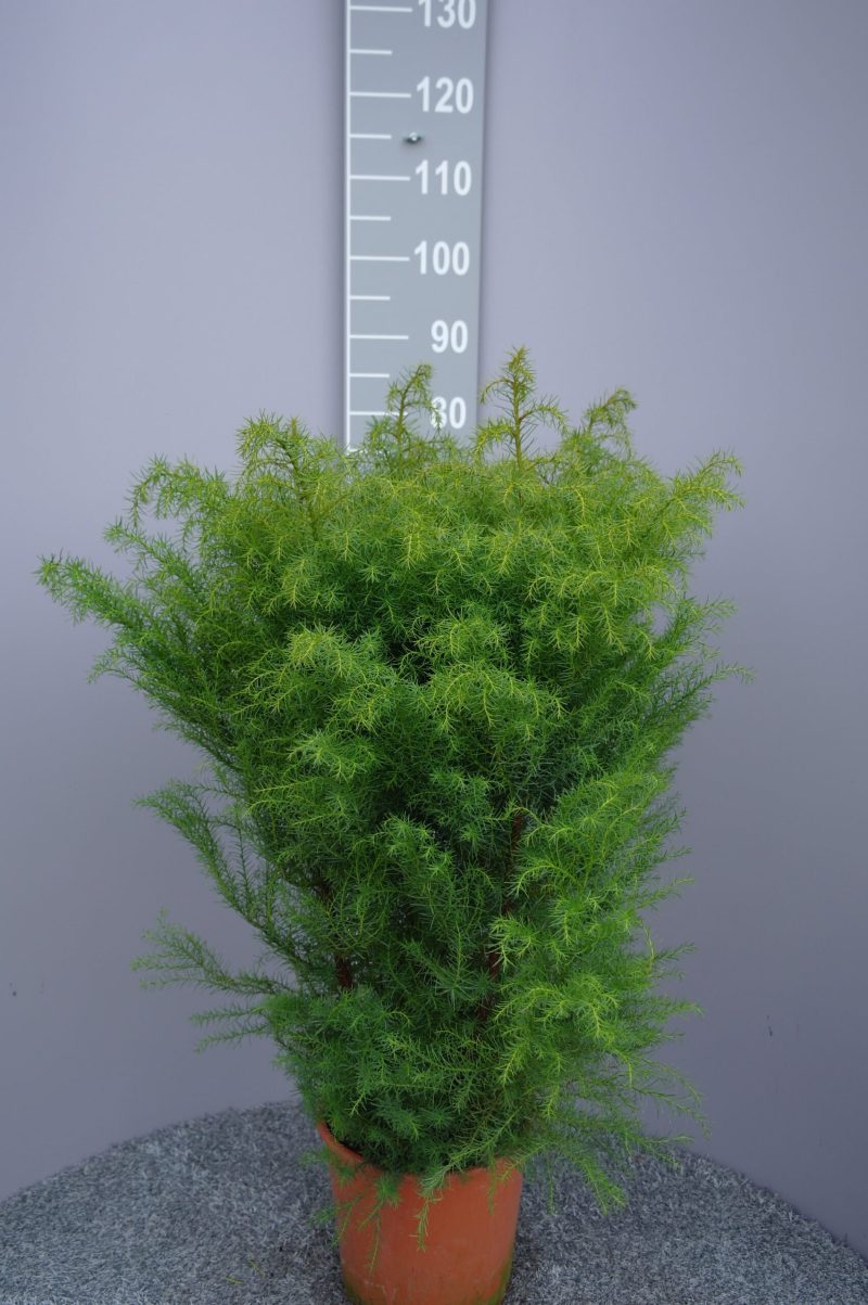 Cryptomeria Jap. 'Elegans'