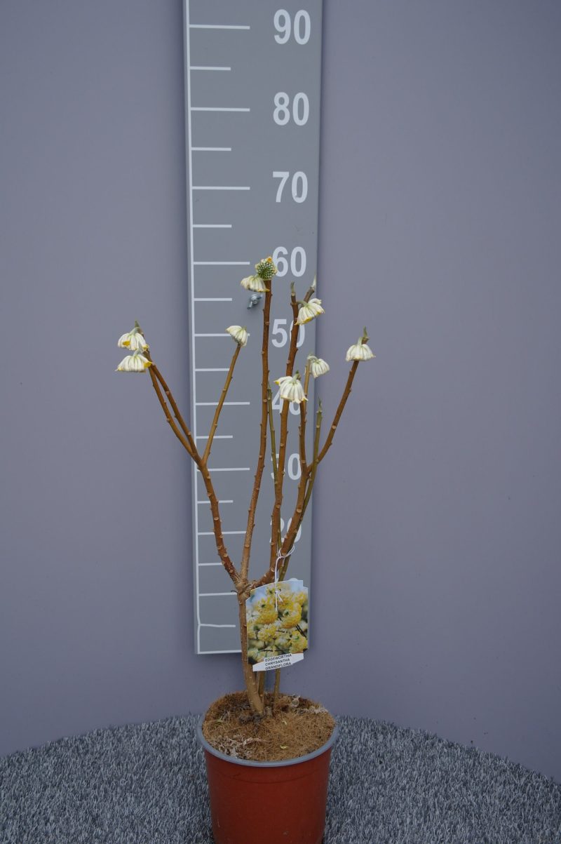 Edgeworthia chrysantha 'Grandiflora'