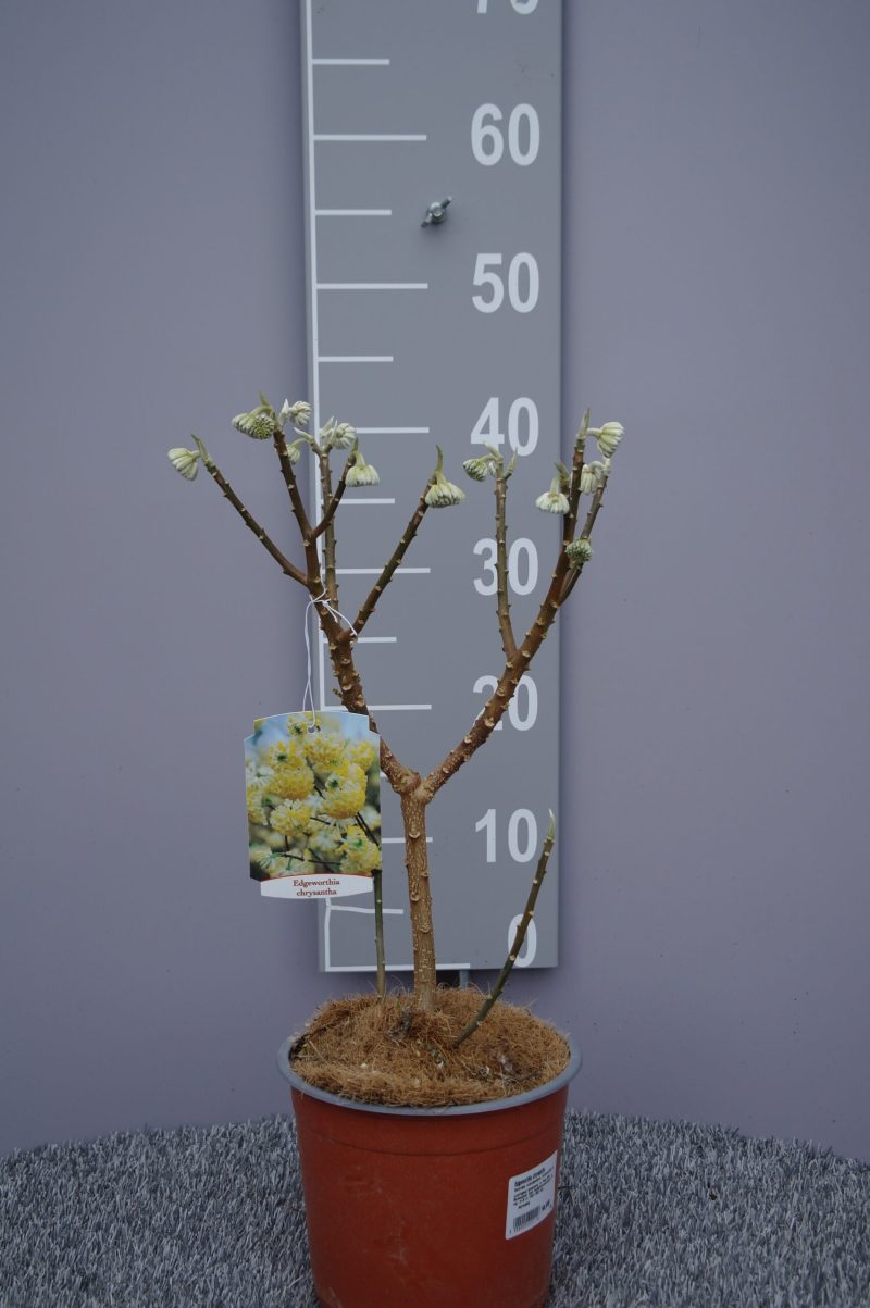 Edgeworthia Chrysantha
