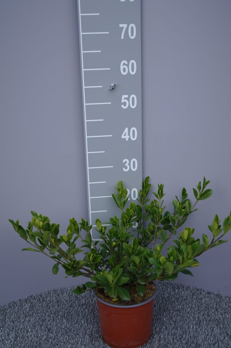 Gardenia jasminoides 'Crown Jewel'