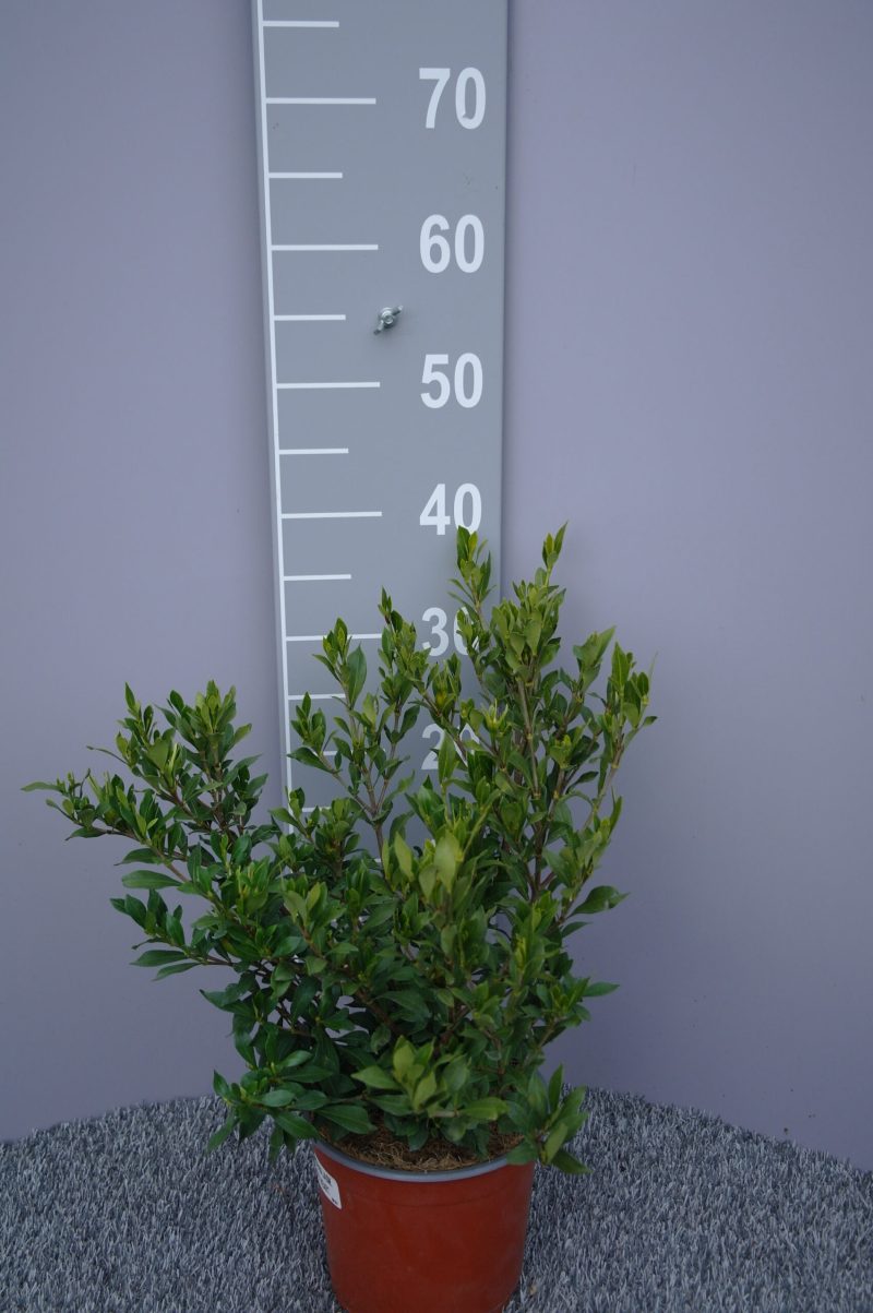 Gardenia jasminoides 'Sweet Heart'