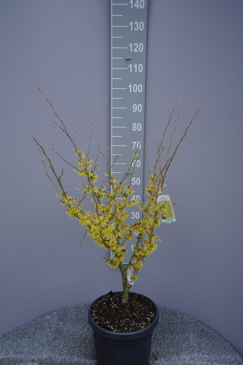 Hamamelis 'Arnold Promise'