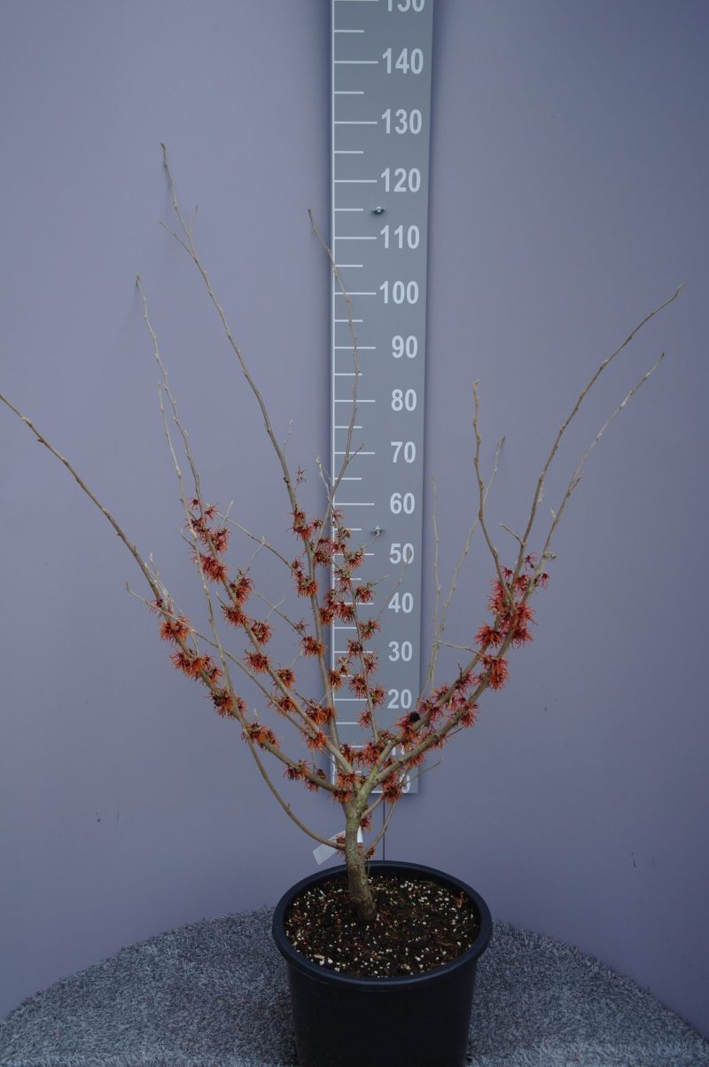 Hamamelis x intermedia 'Rubin'