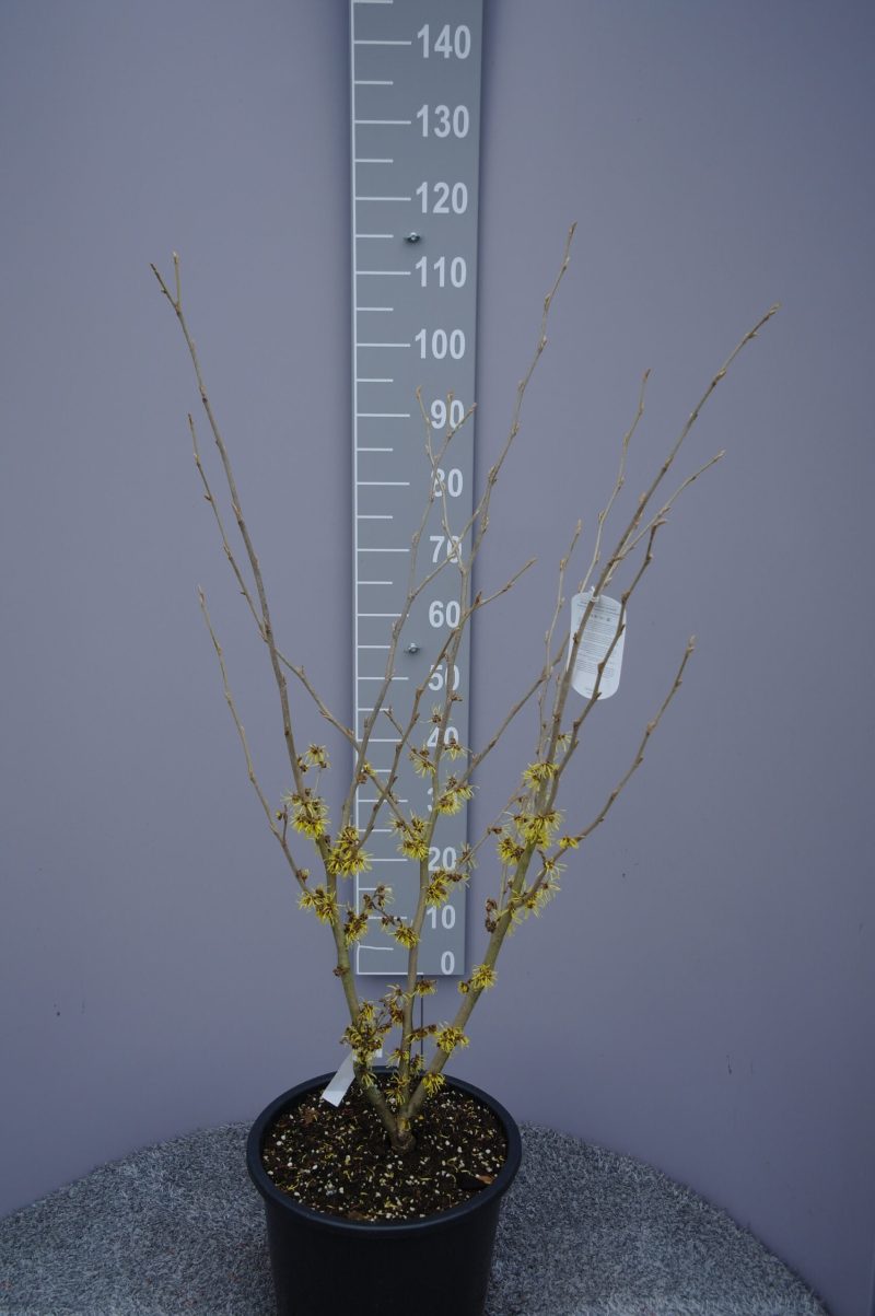 Hamamelis 'Westerstede'