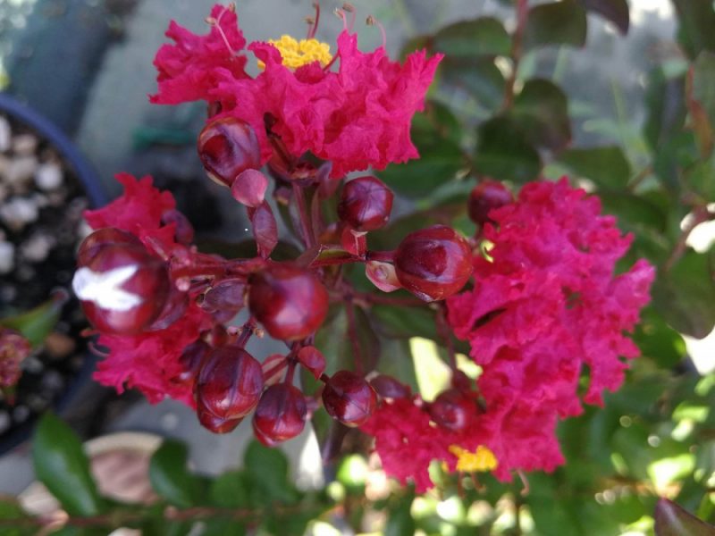 Lagerstroemia Indica 'Rubra Magnifica'