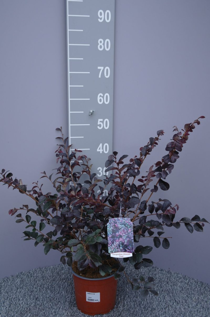 Loropetalum Chinense 'Fede'