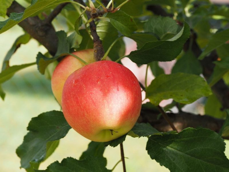 Malus domestica 'Sonate' dwergappelboom
