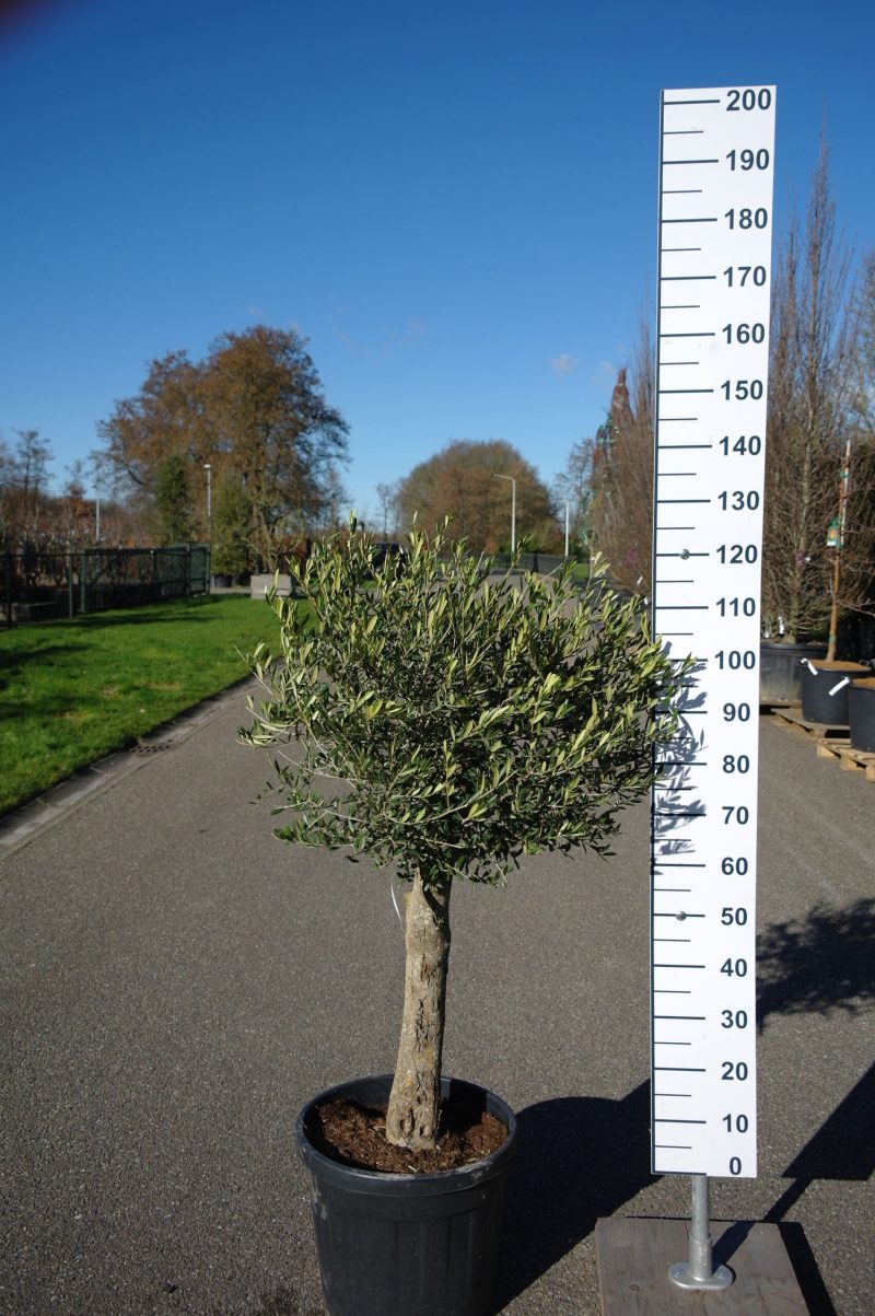Olijfboom - Olea Europaea Florida