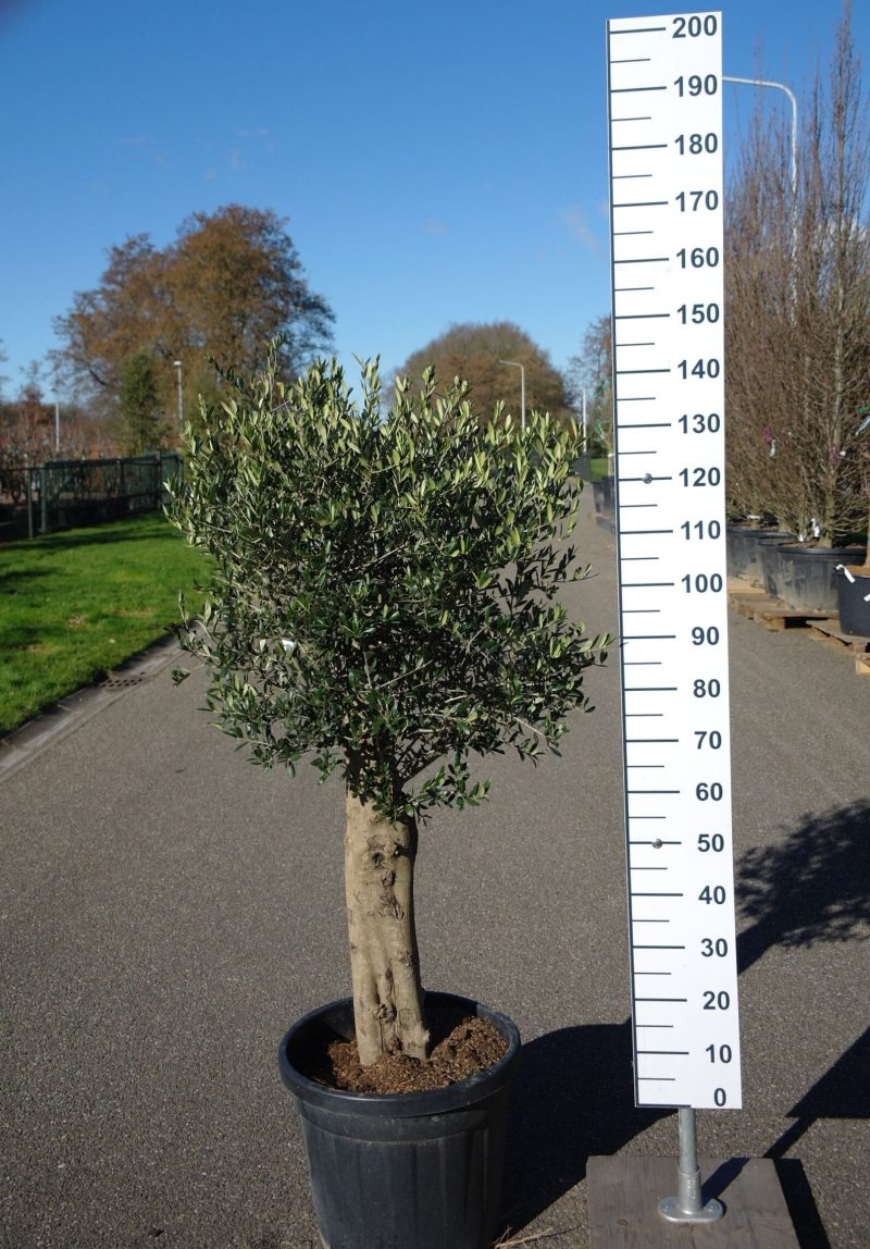Olijfboom - Olea Europaea Florida