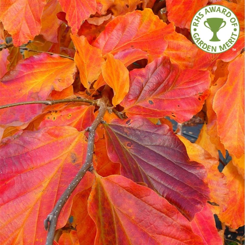 Parrotia Persica