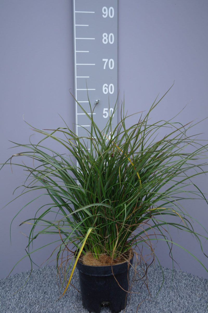 Phormium Tenax 'Surfer' - Nieuw-Zeelands Vlas