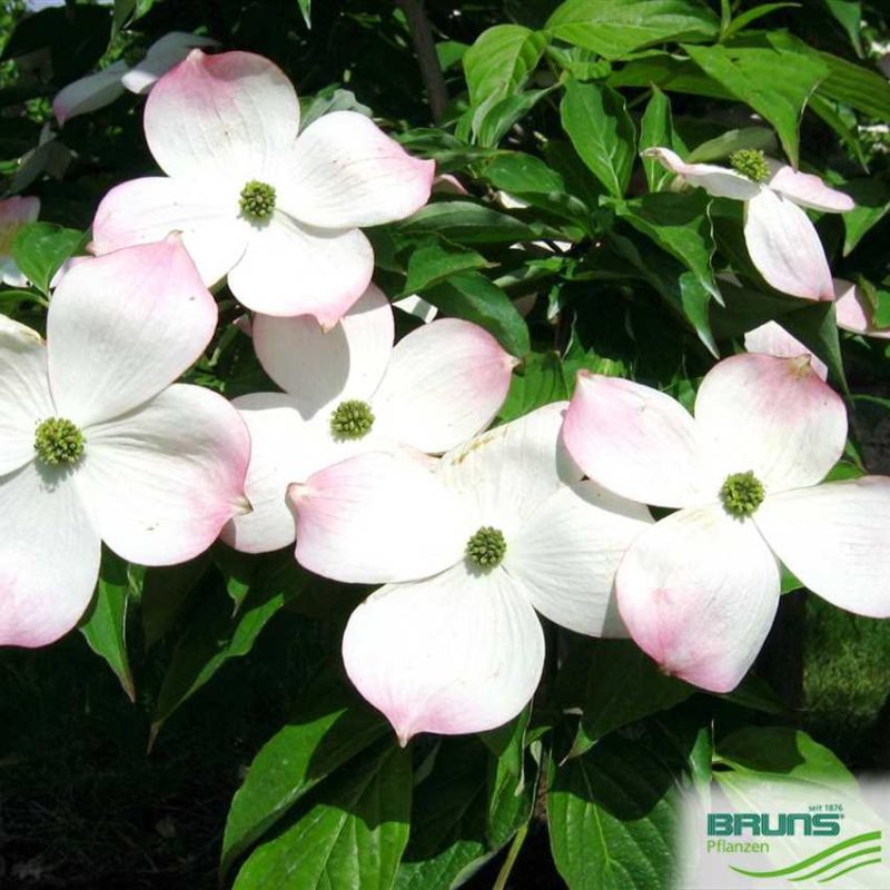 Cornus 'Stellar Pink'