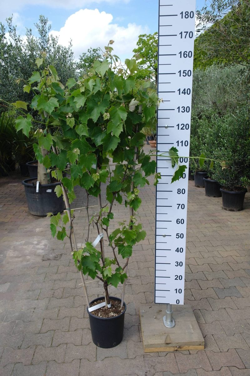 Vitis Vinifera Americana Bianca op rek